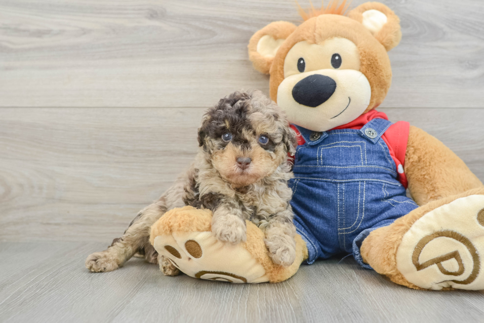 Best Poodle Baby