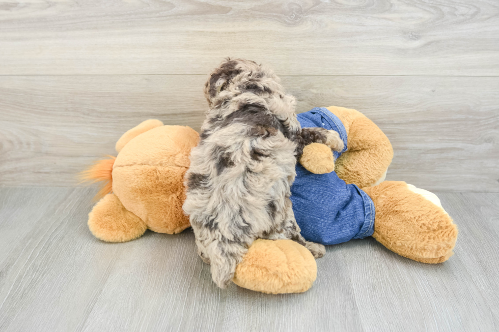 Best Poodle Baby
