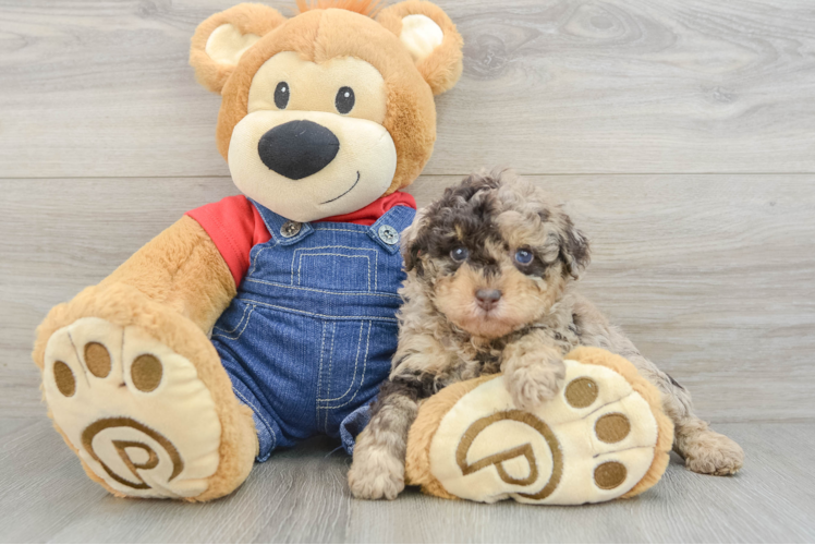 Funny Poodle Baby