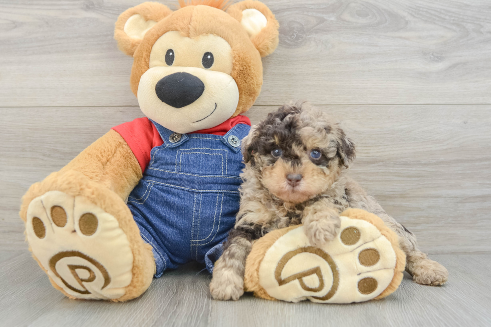 Funny Poodle Baby