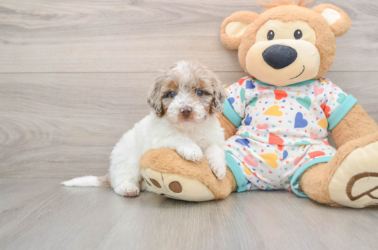 Little Poodle Purebred Pup