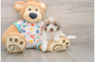 Playful Poodle Purebred Pup