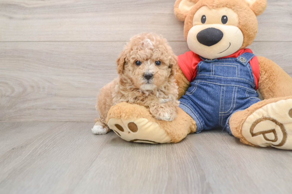 Poodle Pup Being Cute