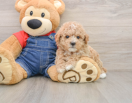 7 week old Poodle Puppy For Sale - Windy City Pups
