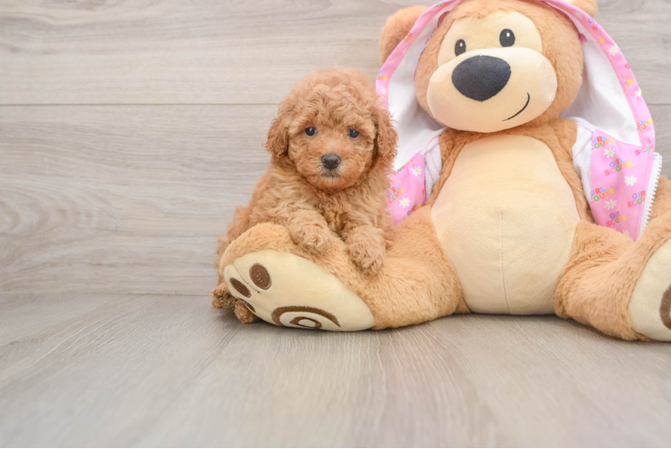 Hypoallergenic Poodle Purebred Pup
