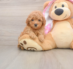 6 week old Poodle Puppy For Sale - Windy City Pups