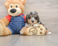 8 week old Poodle Puppy For Sale - Windy City Pups