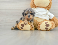 8 week old Poodle Puppy For Sale - Windy City Pups