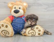 8 week old Poodle Puppy For Sale - Windy City Pups