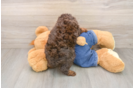 Cute Pudle Purebred Puppy