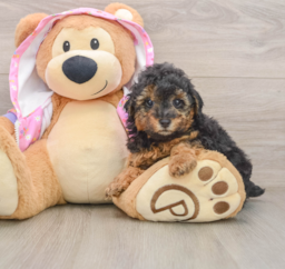 6 week old Poodle Puppy For Sale - Windy City Pups