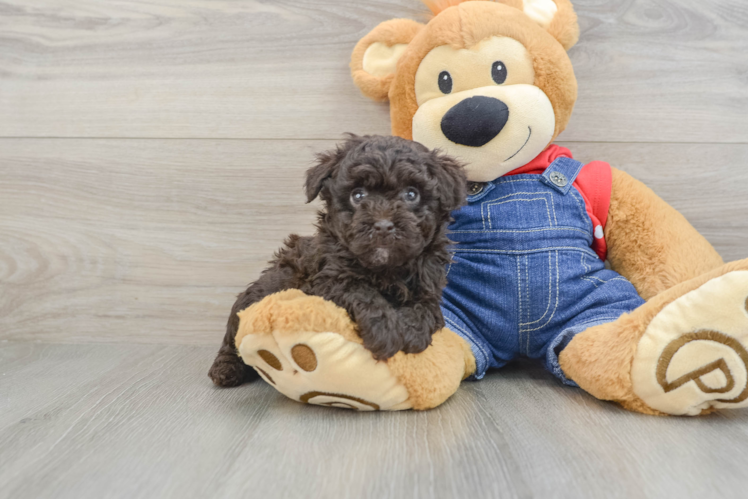 Little Poodle Baby