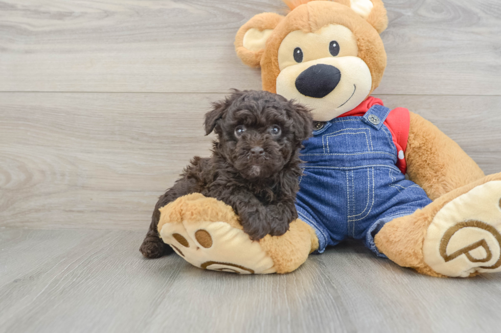 Little Poodle Baby