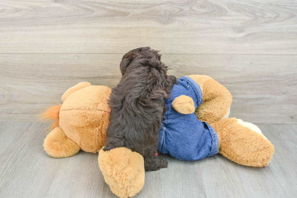 Akc Registered Poodle Baby