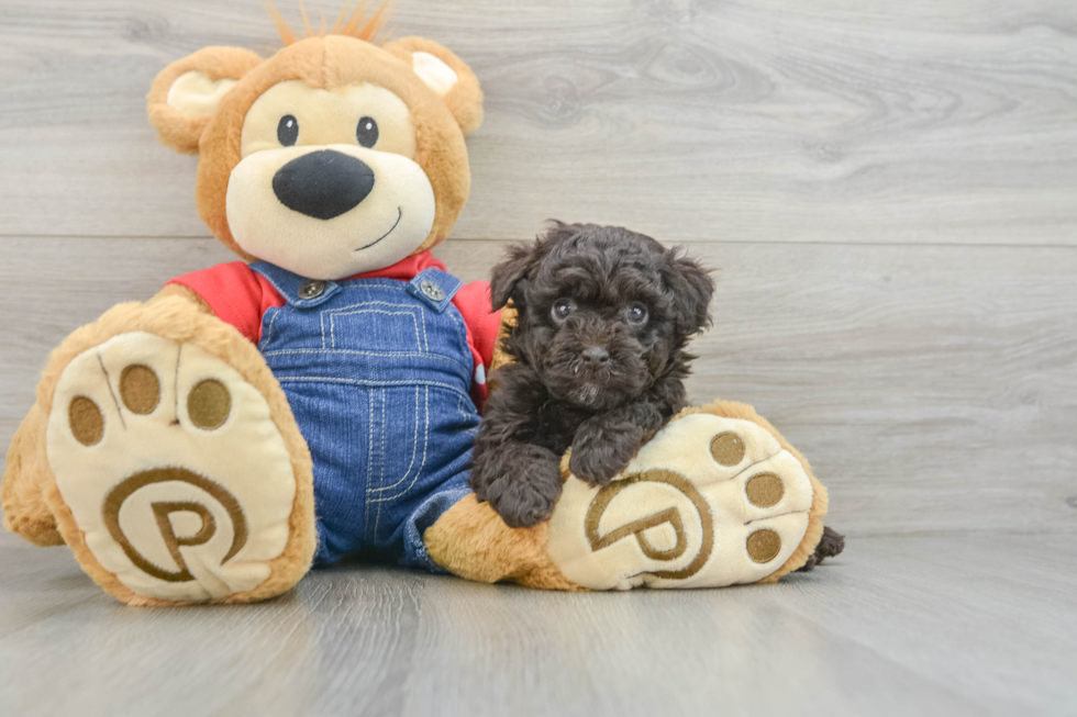 Poodle Puppy for Adoption
