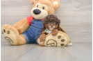 Poodle Puppy for Adoption