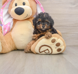 6 week old Poodle Puppy For Sale - Windy City Pups