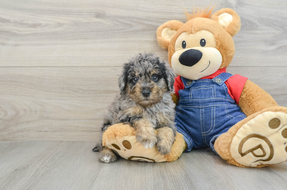 6 week old Poodle Puppy For Sale - Windy City Pups