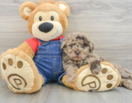 8 week old Poodle Puppy For Sale - Windy City Pups