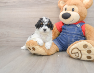 6 week old Poodle Puppy For Sale - Windy City Pups