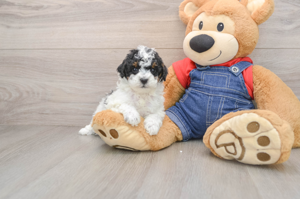 Smart Caniche Purebred Puppy