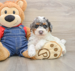 8 week old Poodle Puppy For Sale - Windy City Pups