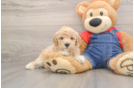 Fluffy Pudel Purebred Puppy