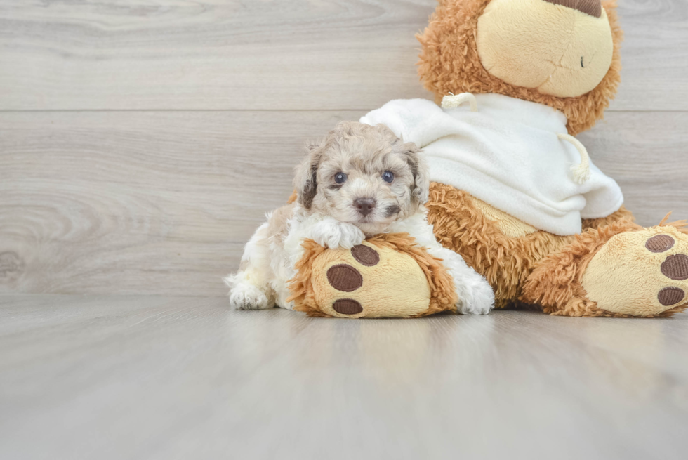 Poodle Pup Being Cute