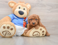 5 week old Poodle Puppy For Sale - Windy City Pups