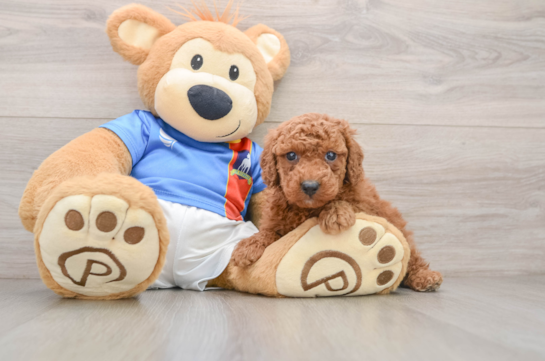 Poodle Puppy for Adoption