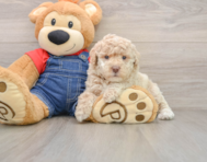 6 week old Poodle Puppy For Sale - Windy City Pups