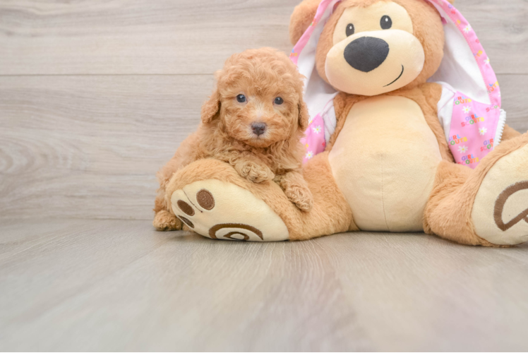 Poodle Puppy for Adoption