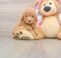 6 week old Poodle Puppy For Sale - Windy City Pups