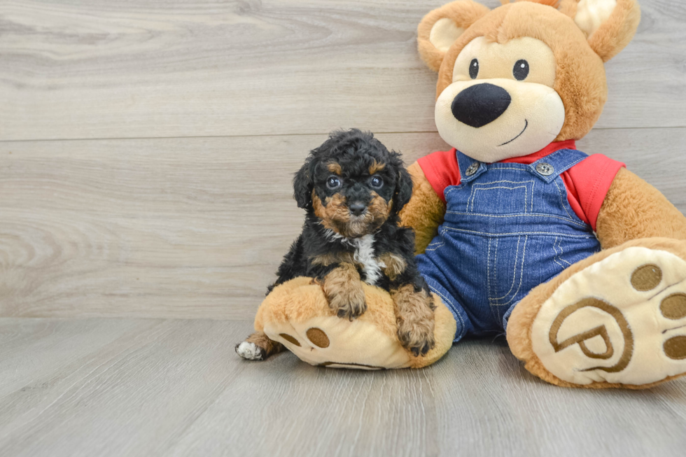 Smart Caniche Purebred Puppy