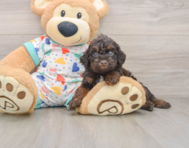 5 week old Poodle Puppy For Sale - Windy City Pups