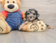 8 week old Poodle Puppy For Sale - Windy City Pups