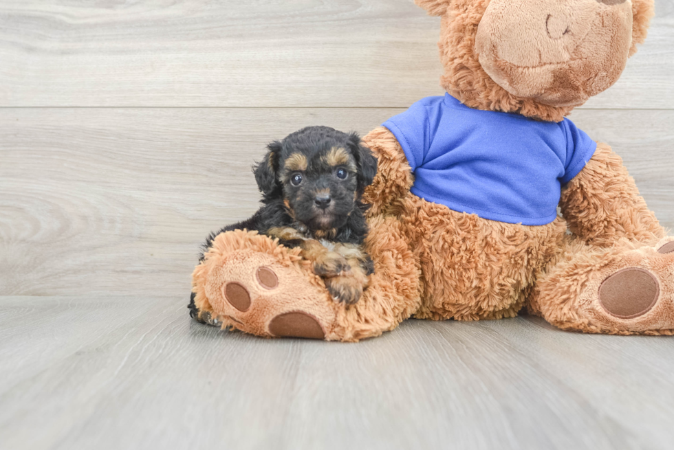 Hypoallergenic Poodle Purebred Pup