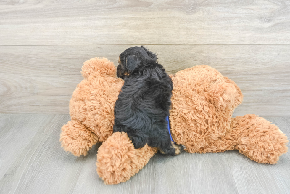 Poodle Pup Being Cute