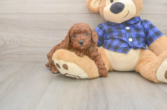 5 week old Poodle Puppy For Sale - Windy City Pups Fluffy Caniche Purebred Puppy