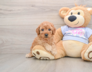 6 week old Poodle Puppy For Sale - Windy City Pups