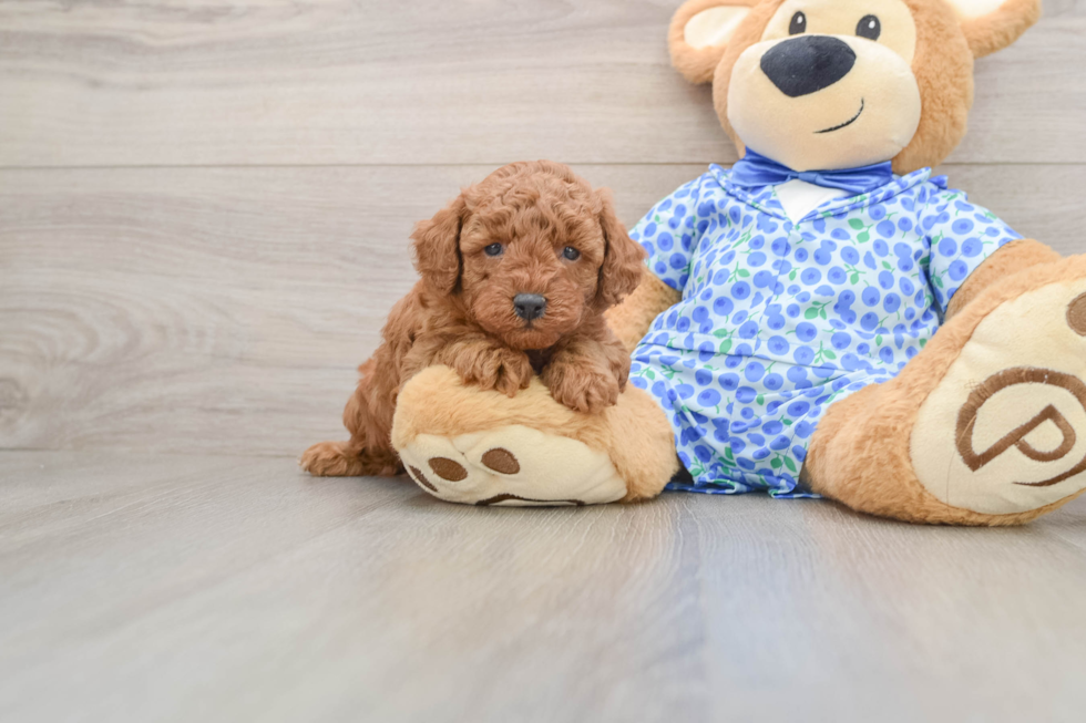 Fluffy Caniche Purebred Puppy