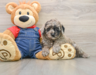 6 week old Poodle Puppy For Sale - Windy City Pups