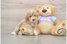 Poodle Pup Being Cute
