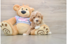 Best Poodle Baby