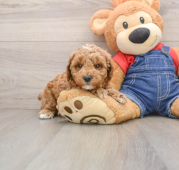 6 week old Poodle Puppy For Sale - Windy City Pups