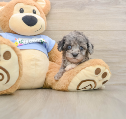 6 week old Poodle Puppy For Sale - Windy City Pups