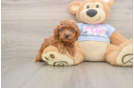 Hypoallergenic Poodle Baby