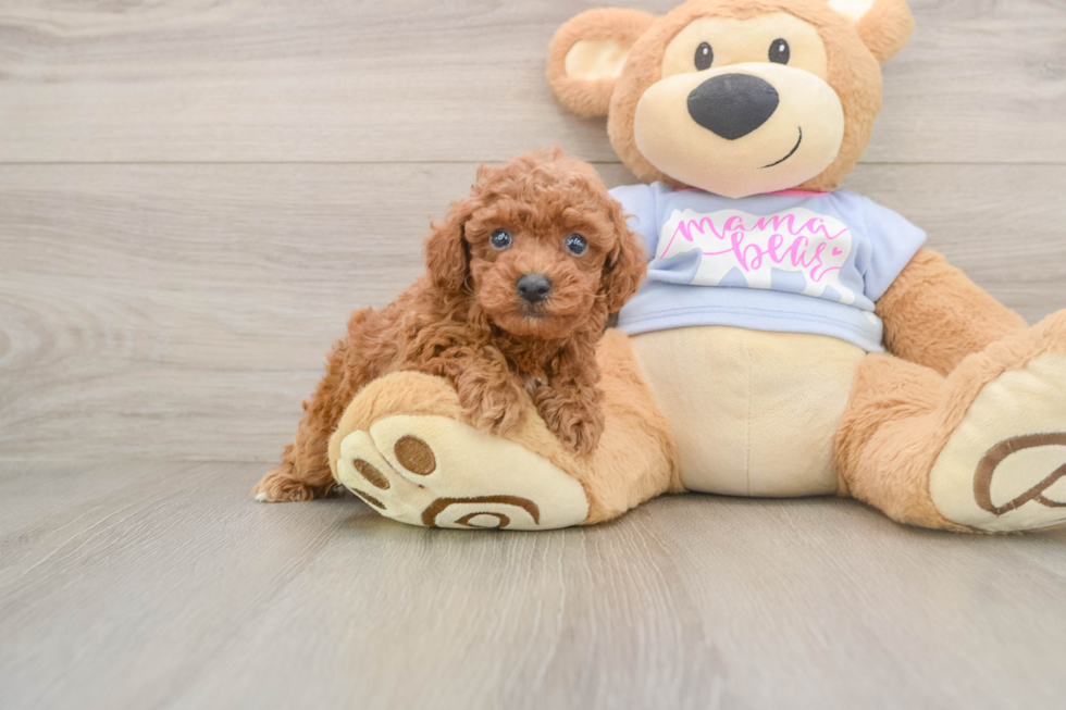 Hypoallergenic Poodle Baby
