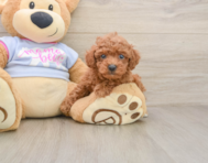 6 week old Poodle Puppy For Sale - Windy City Pups