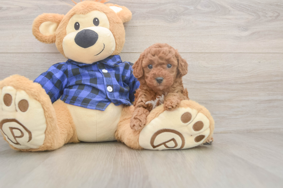 5 week old Poodle Puppy For Sale - Windy City Pups